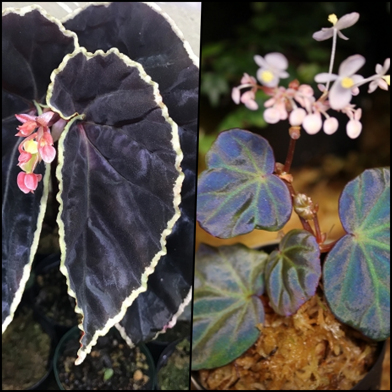 ベゴニア 原種Begoniaの交配記録３ – 熱帯植物.com